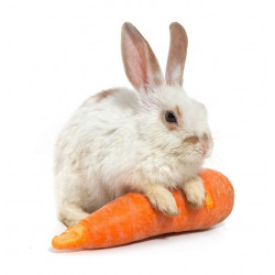 Sticker Lapin blanc avec carotte