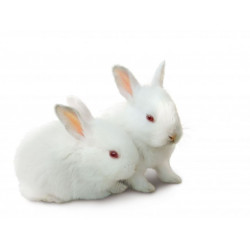 Sticker Lapin blanc couple