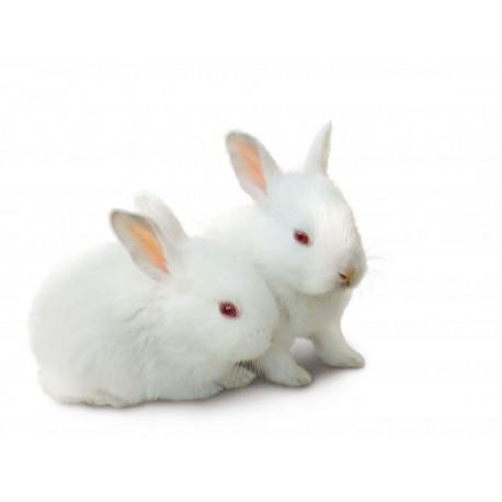 Sticker Lapin blanc couple