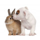 Sticker Lapin et chien calin