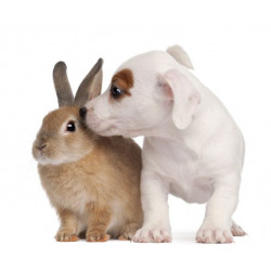Sticker Lapin et chien calin