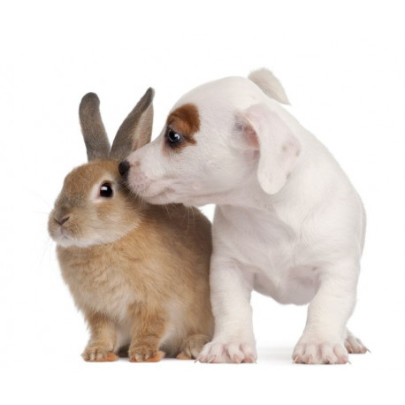 Sticker Lapin et chien calin
