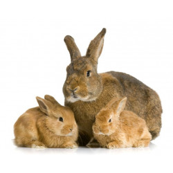 Autocollant Lapin en Famille