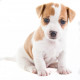 Sticker Jack Russel chien