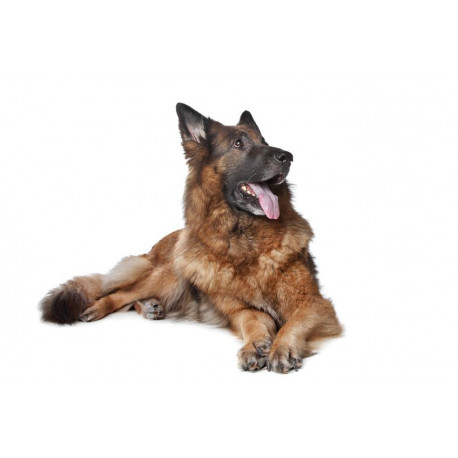 Sticker Berger allemand deco