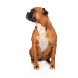 Autocollant Bull dog