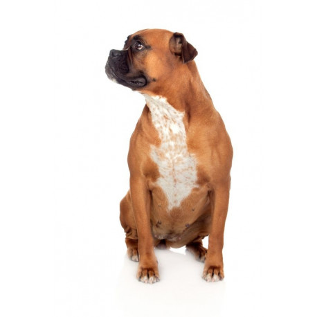 Autocollant Bull dog