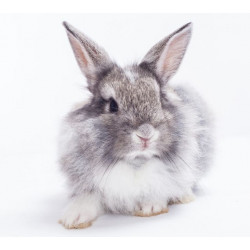 Autocollant mural Lapin gris