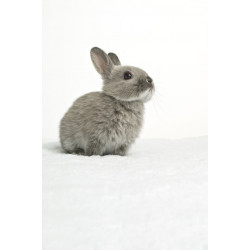 Sticker Lapin gris