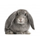 Sticker Lapin nain gris
