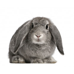 Sticker Lapin nain gris