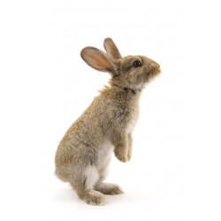 Sticker Lapin debout