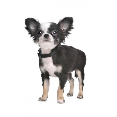 Autocollant Chihuahua