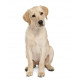Sticker mural Chien Labrador