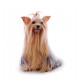 Autocollant Yorkie