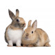 Sticker Lapin nain