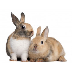 Sticker Lapin nain