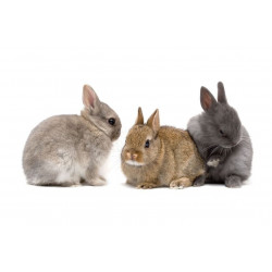 Sticker Lapin en famille