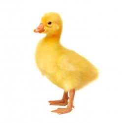 Sticker Canard bébé