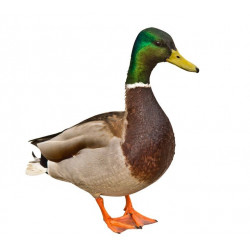 Sticker Canard Colvert