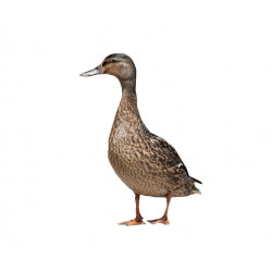 Sticker Canard sauvage