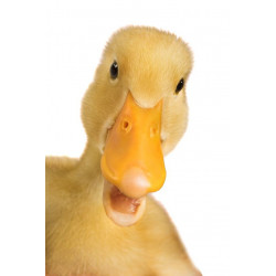 Sticker Canard Jaune bébé