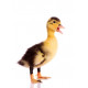 Sticker Canard debout