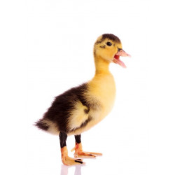 Sticker Canard debout