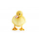 Sticker petit Canard bébé