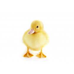 Sticker petit Canard bébé