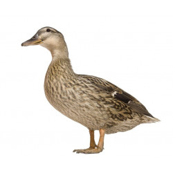 Sticker Canard sauvage