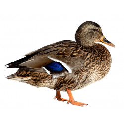 Sticker Canard sauvage collier