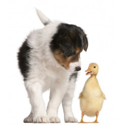 Sticker Chien et Canard