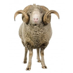 Sticker Bélier de face