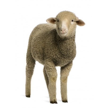 Autocollant Mouton