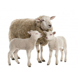 Sticker Mouton en famille