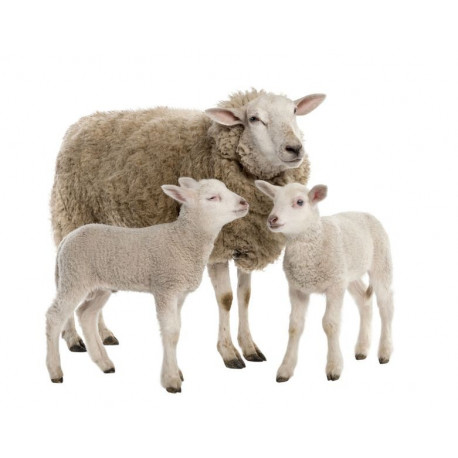 Sticker Mouton en famille