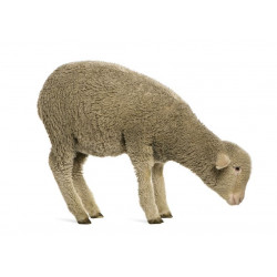 Sticker Mouton qui mange