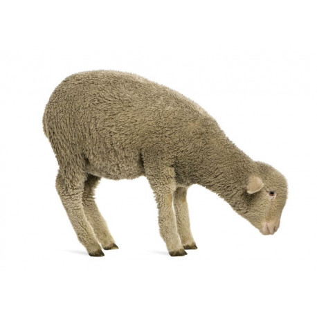 Sticker Mouton qui mange
