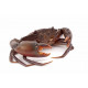 petit Autocollant Crabe