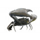 Sticker Crabe geant
