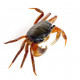 Sticker Crabe