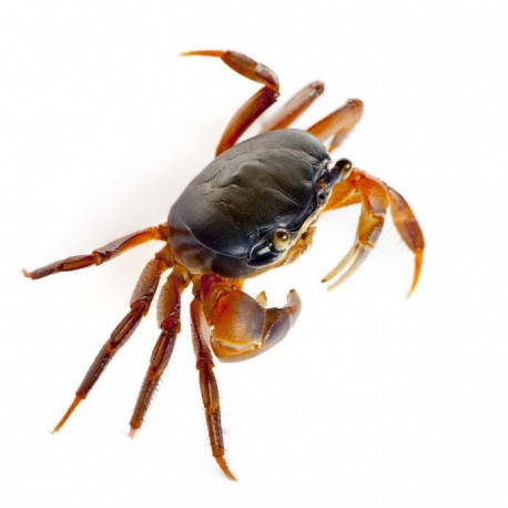 Sticker Crabe