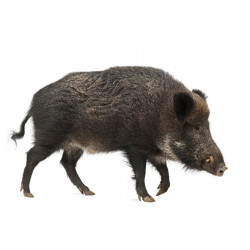 Sticker Sanglier marche