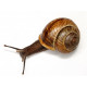 Sticker Escargot de haut