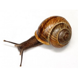 Sticker Escargot de haut