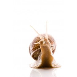 Sticker Escargot de face