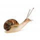 Sticker mural Escargot