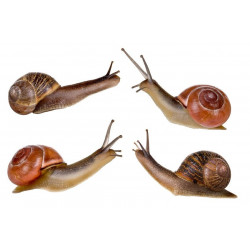 Sticker Escargot en famille