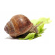 Sticker Escargot mange la salade